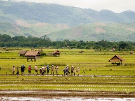 Champs de riz à Luang Namtha