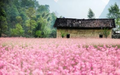 fleurs de sarrasin - Belles fleurs du printemps au Vietnam